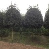 桂花价格，丹桂价格，金桂价格，银桂价格