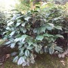 成都茶花 成都茶花价格 四川成都茶花苗木批发基地