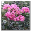 成都紫薇 成都紫薇价格 四川成都红花紫薇苗木批发