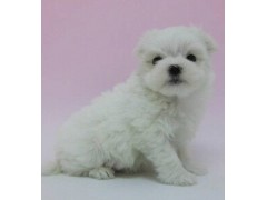 马尔济斯犬价格\马尔济斯犬多少钱