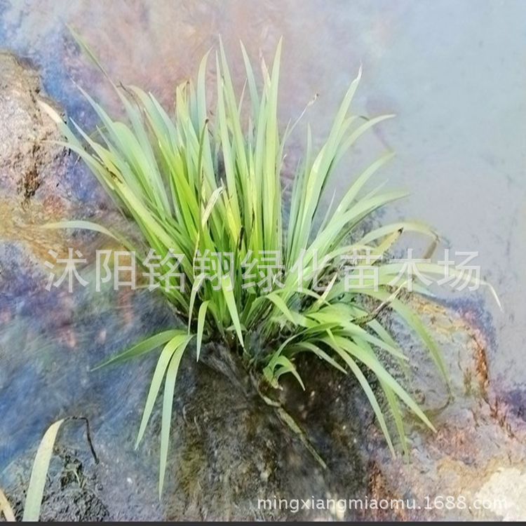 金鱼藻苗,矮蒲苇,水蜡烛,水葫芦,蜘蛛兰,细斑茅,海寿花,细叶芒,斑叶芒图片