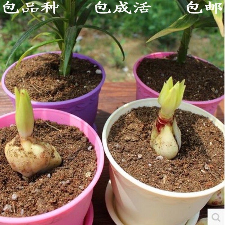 进口香水百合种球绿色百合花球根花卉球根植物百合种子