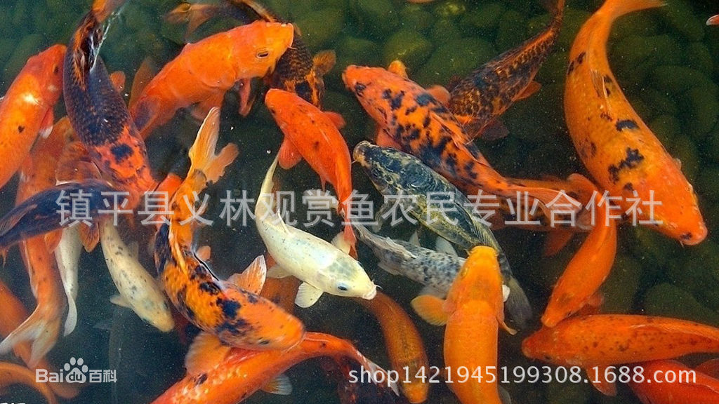 关于我们: 我公司位于豫西南的金鱼之乡镇平县,是一个以各类金鱼 锦鲤 草金鱼(红鲫鱼)等观赏鱼繁育 养殖 销售为一体的集体合作养殖公司,全县观赏鱼养殖面积万余亩, 主养殖区占地6000余亩,其中我公司标准化孵化池占地20余亩,软硬件设施齐全。 公司注册资金200万元,资金雄厚,并拥有10余人的科研技术队伍。,全力研发高档金鱼、锦鲤,草金鱼新品种。 电话15138619199 主要产品有红白、大正三色、昭和三色等十三大类几十个锦鲤品种和珍珠、狮头、水泡、龙眼、琉金 鹤顶红 兰寿 虎头等三十多个金鱼品种。年产
