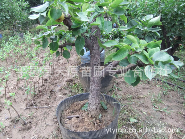 平邑天原苗圃专业合作社立于蒙山脚下,土壤肥沃,是国家农业科技综合开发区;我社被平邑县农业局,林业局,科技局,唯一指定为以“科研,繁育,开发,推广”为一体的合作社。 我们坚持“以人为本,开放办社,科技兴社,规模经营,信誉第一,质量第一,服务第一”为原则;。现有高标准原圃160亩,其他苗圃万余亩,年出苗木数量上亿,品种纯正,价格低廉,信誉第一,客户至上,以人为本。苗木销全国及世界各地,赢得新老客户的信赖。 我社经营的苗木品种有: 苹果 : 信浓红,藤木一号,珊夏